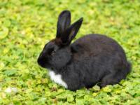 Kaninchen schwarz mit weißem Latz